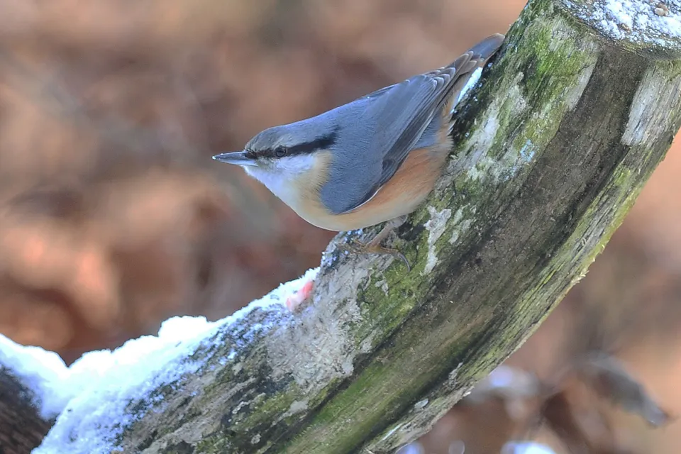 Sitta europaea