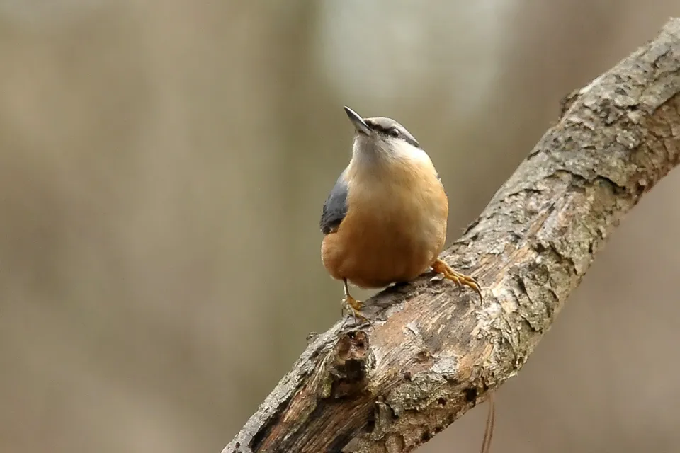 Sitta europaea