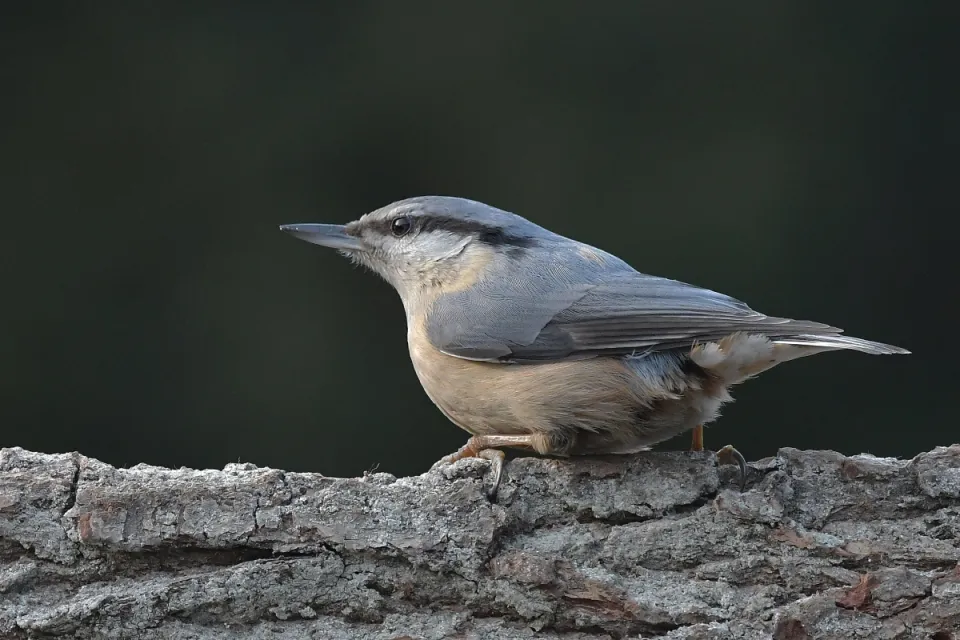 Sitta europaea