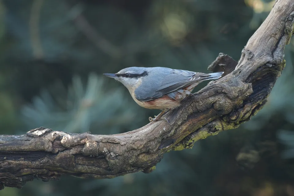 Sitta europaea