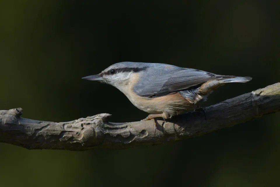 Sitta europaea
