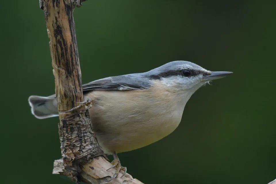 Sitta europaea