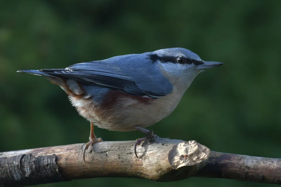 Sitta europaea