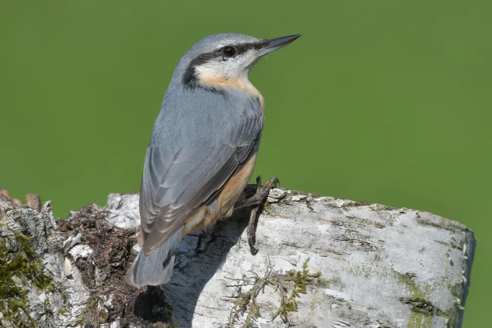 Sitta europaea