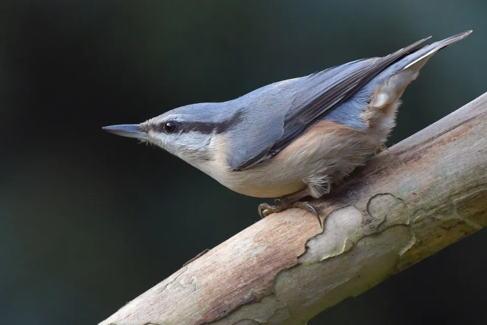 Sitta europaea