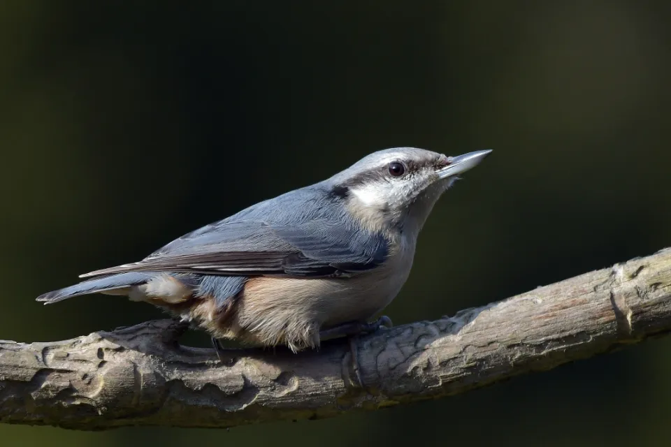 Sitta europaea