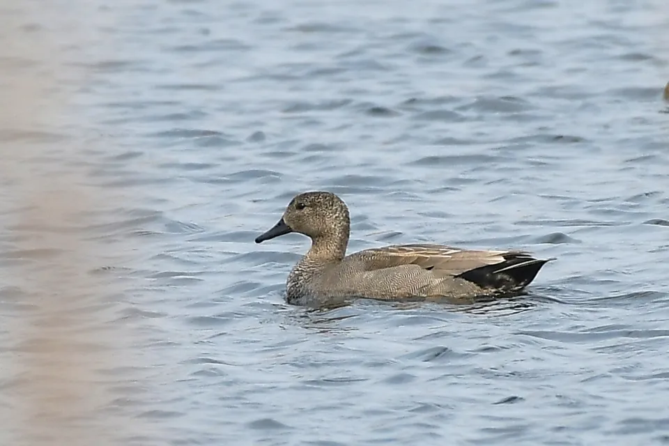 Mareca strepera