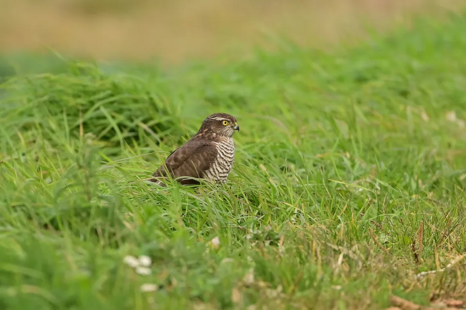 Accipiter nisus