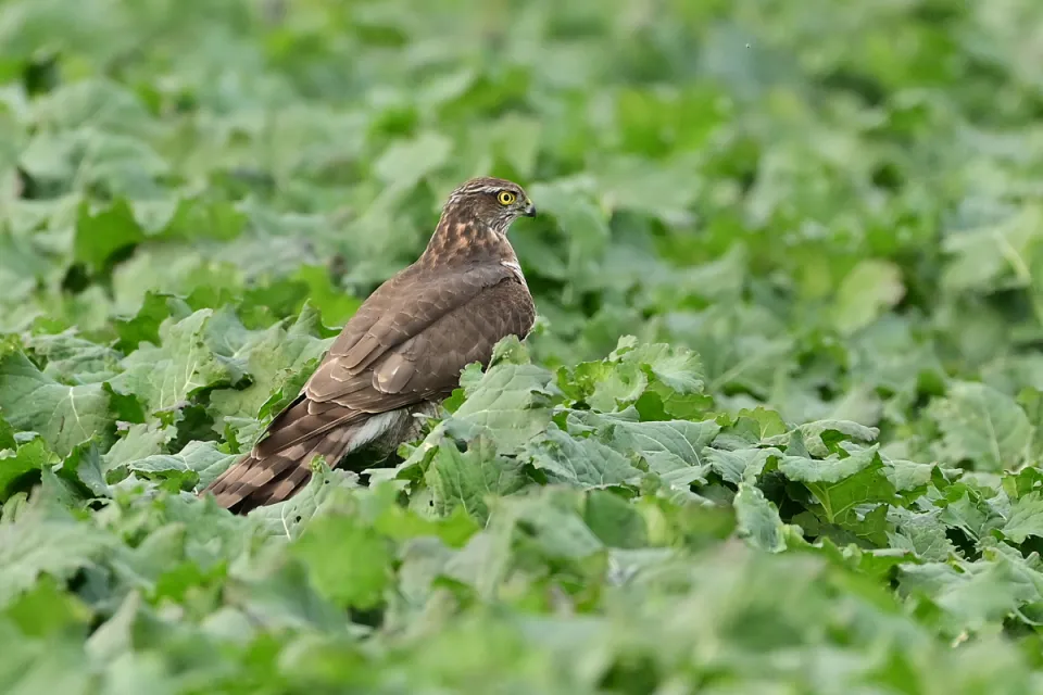 Accipiter nisus