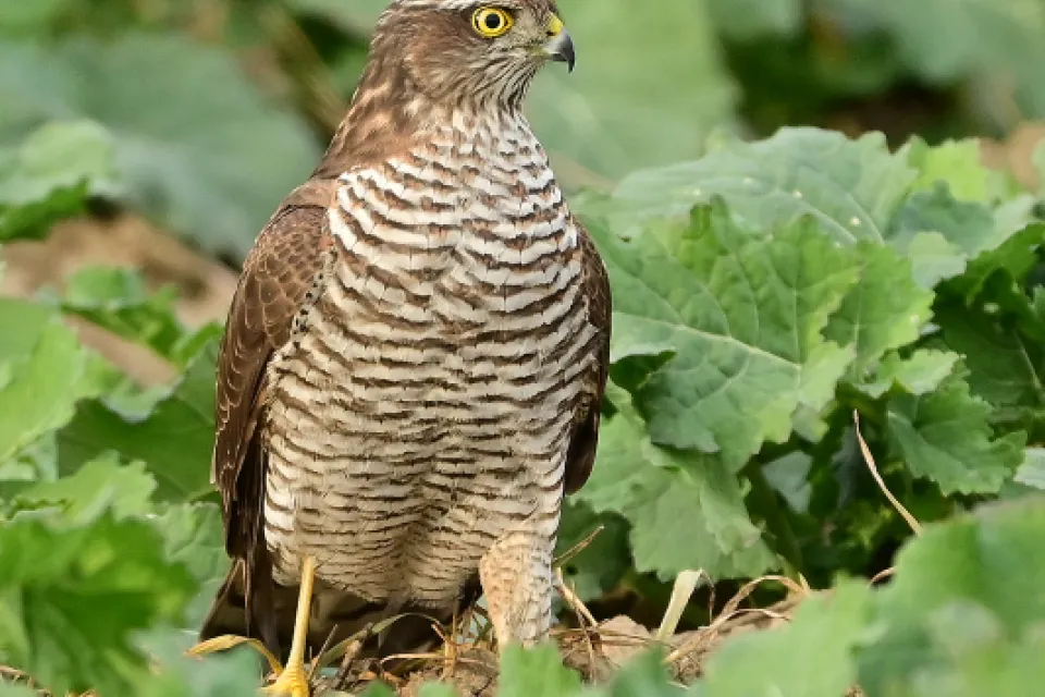 Accipiter nisus
