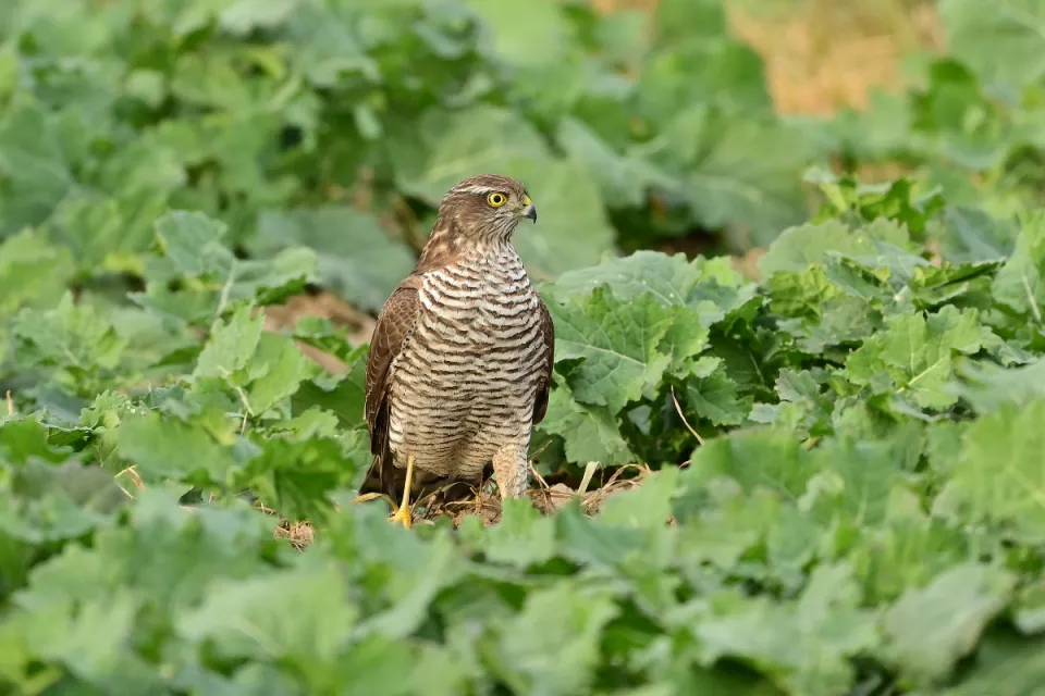 Accipiter nisus