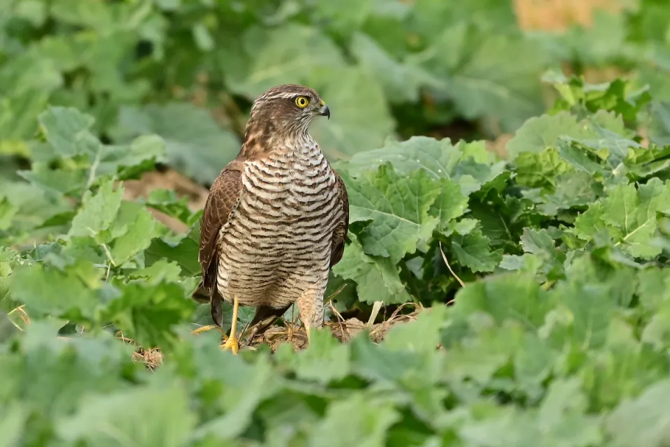 Accipiter nisus