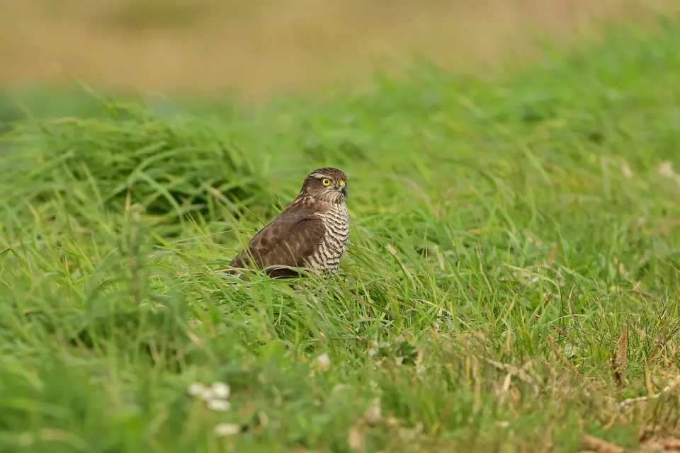 Accipiter nisus