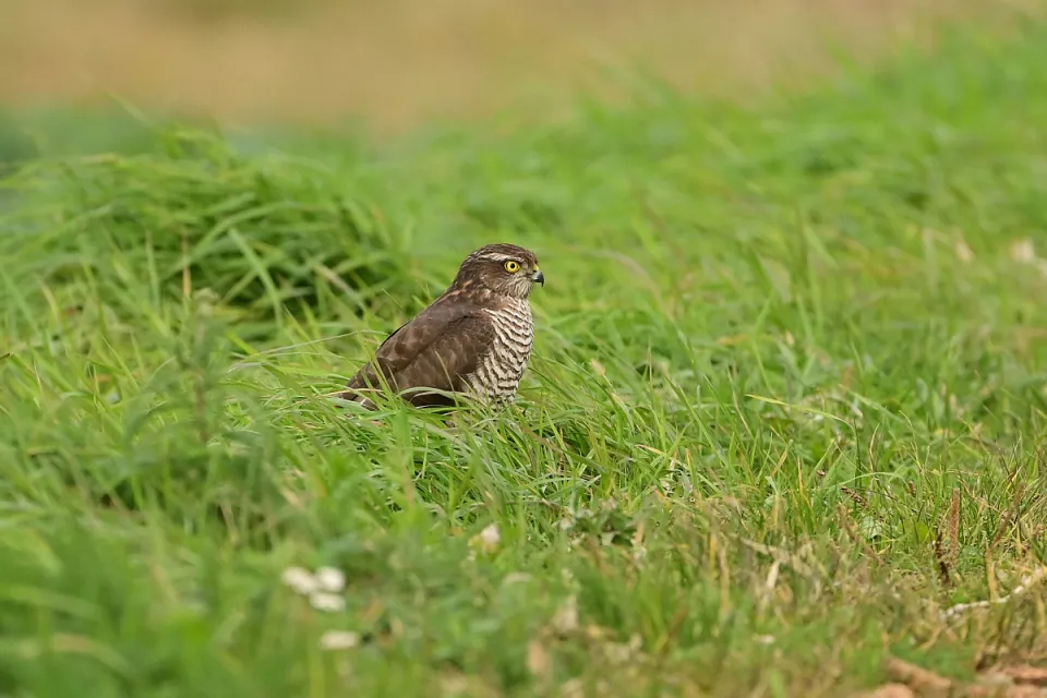 Accipiter nisus
