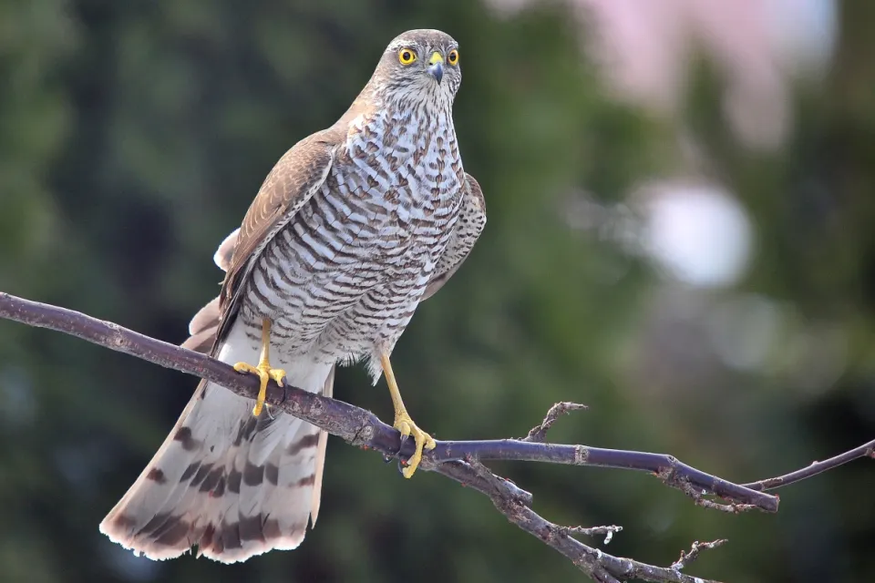 Accipiter nisus
