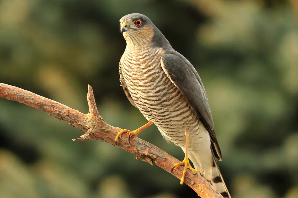 Accipiter nisus