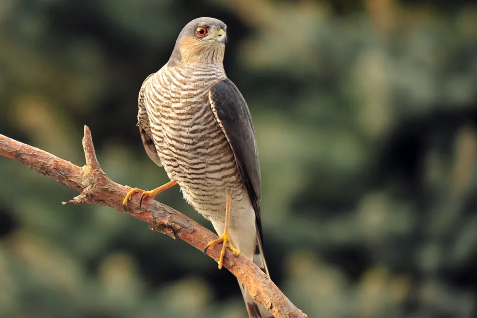 Accipiter nisus