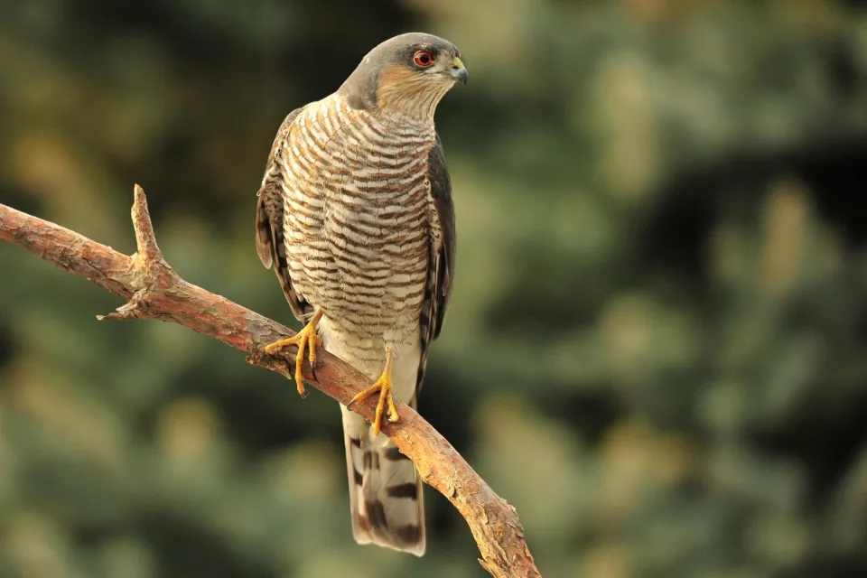 Accipiter nisus