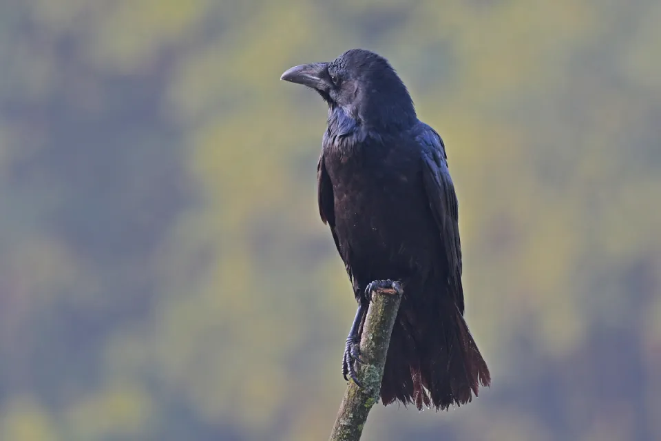 Corvus corax