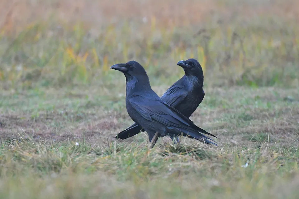 Corvus corax