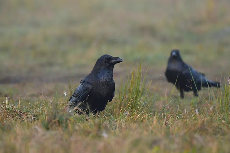 Corvus corax