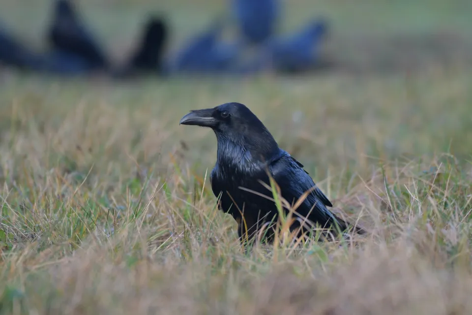 Corvus corax
