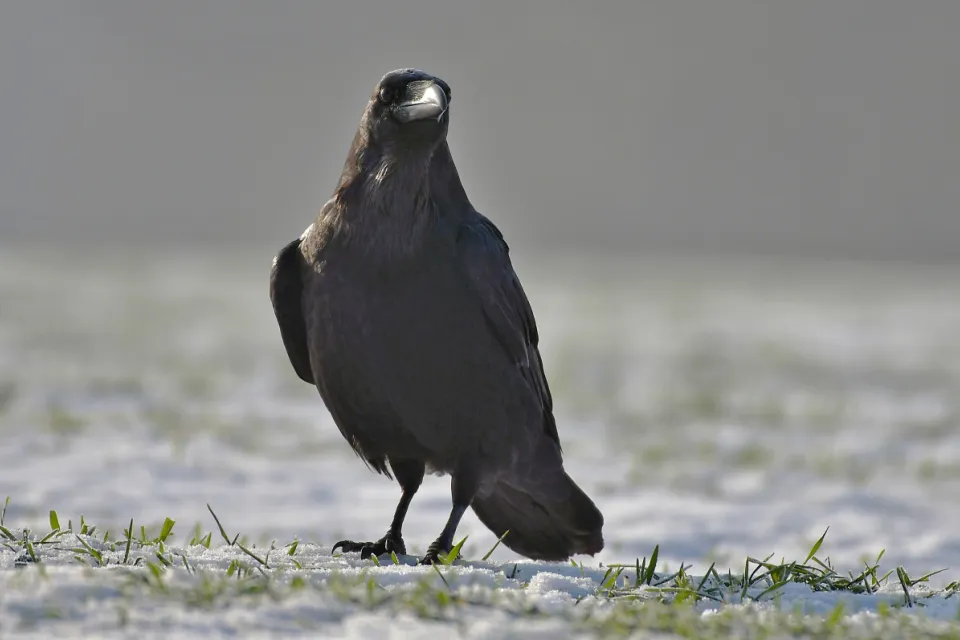 Corvus corax