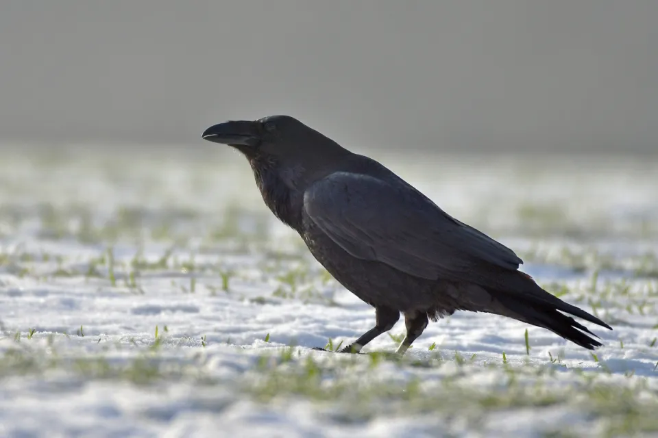 Corvus corax