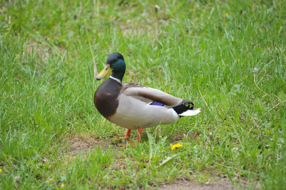 Anas platyrhynchos