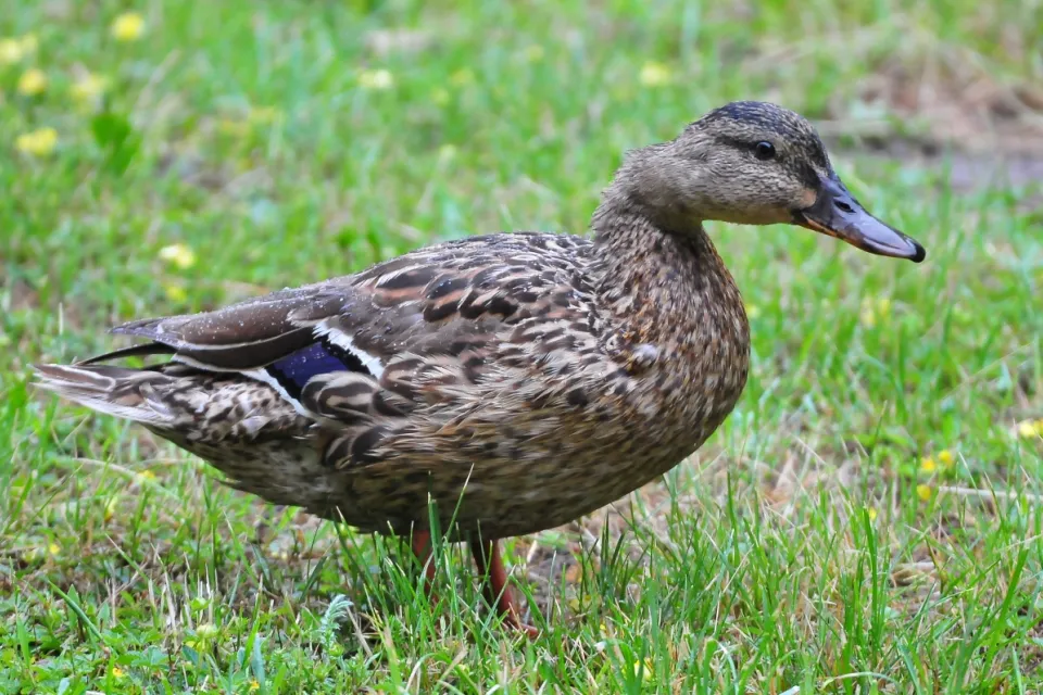 Anas platyrhynchos