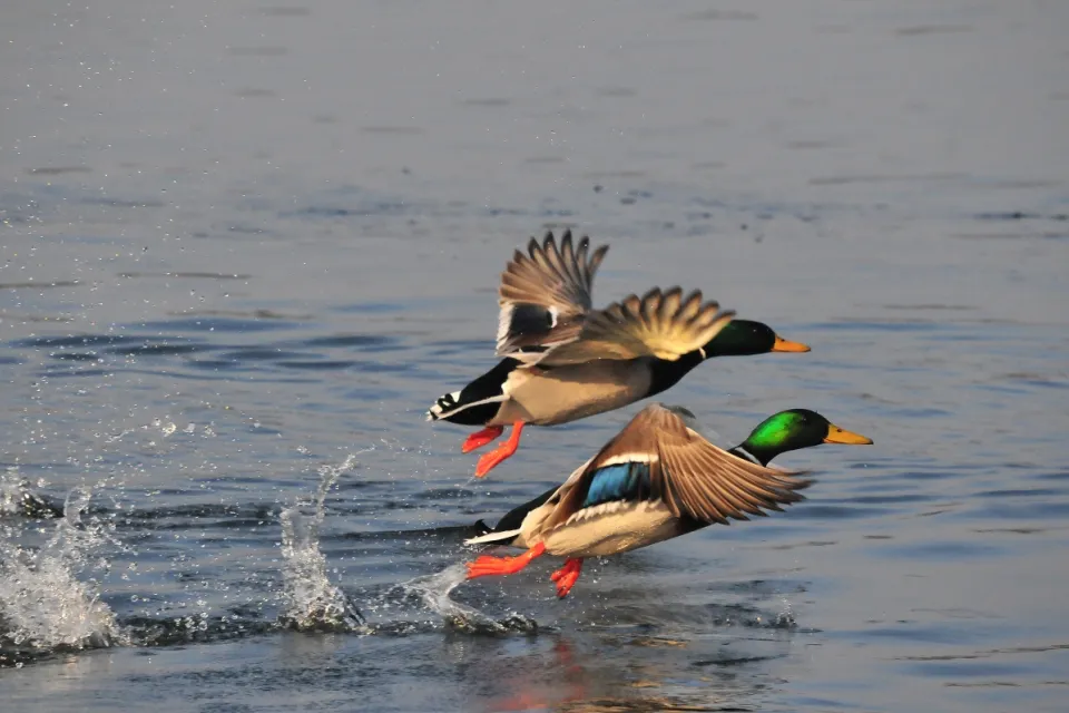 Anas platyrhynchos