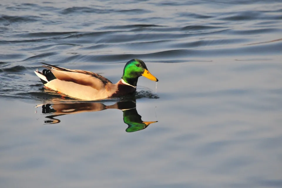 Anas platyrhynchos