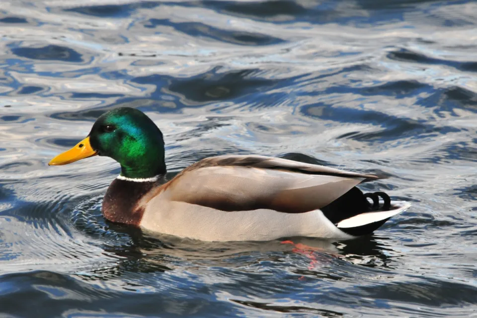 Anas platyrhynchos