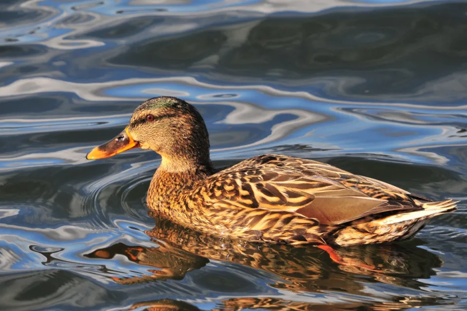 Anas platyrhynchos