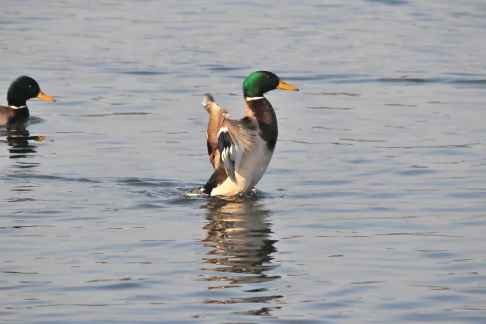 Anas platyrhynchos