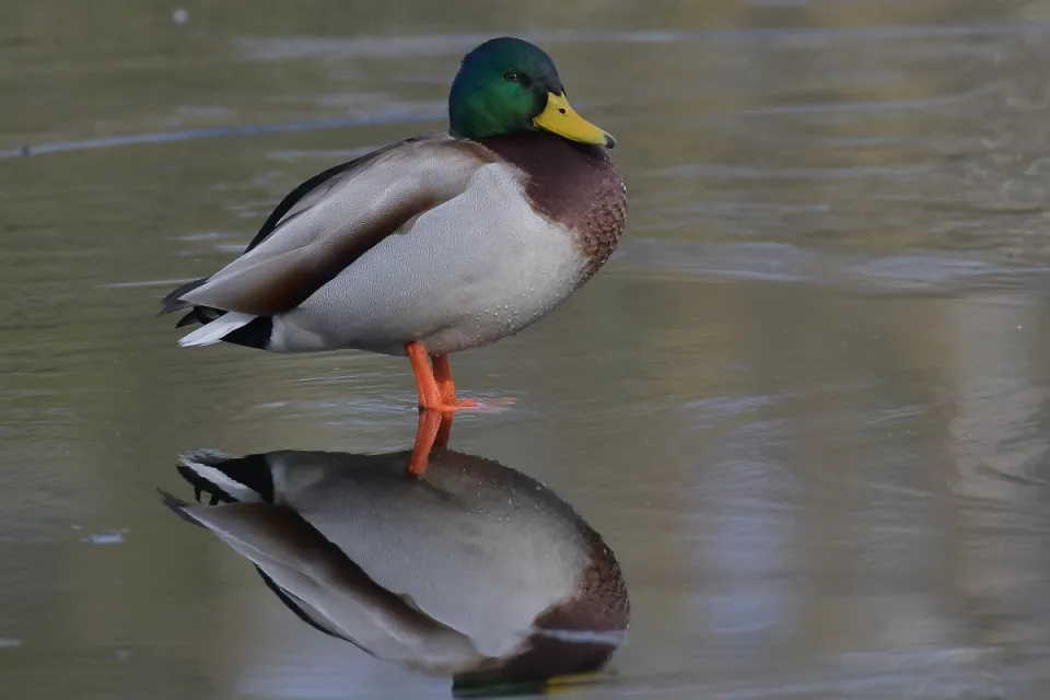 Anas platyrhynchos