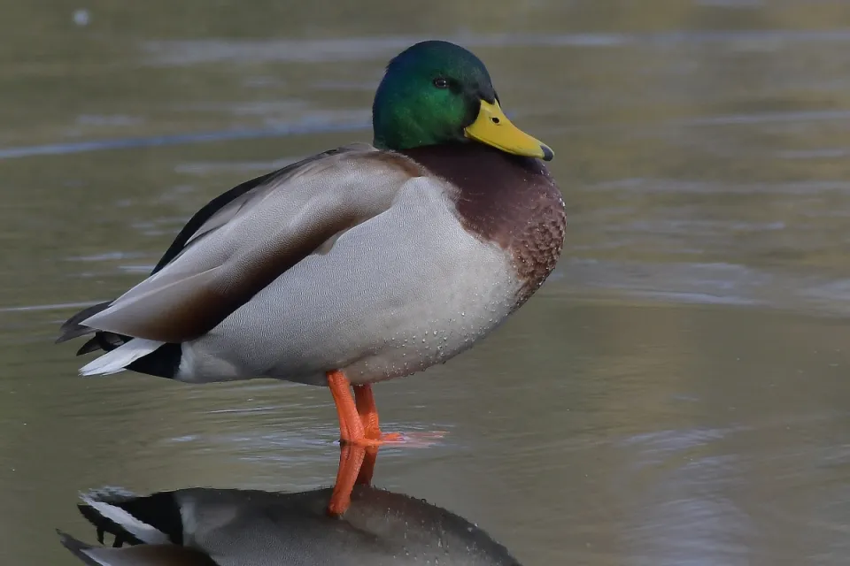 Anas platyrhynchos