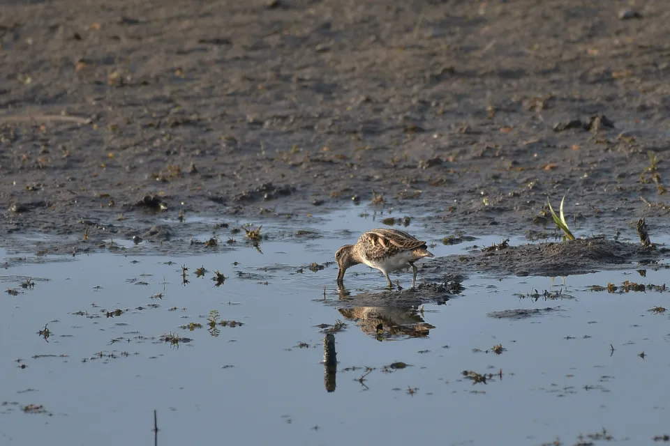 Gallinago gallinago