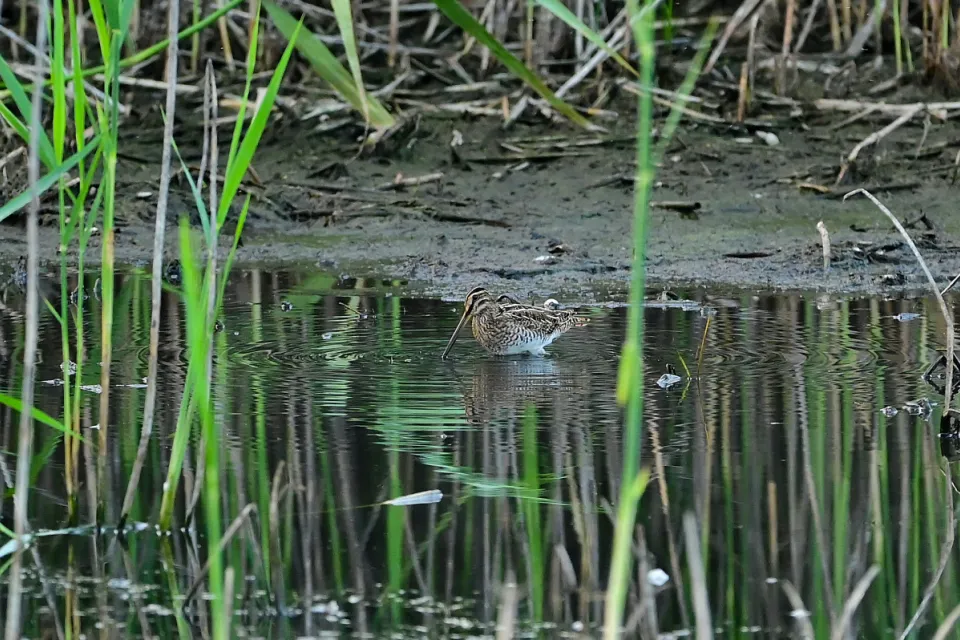 Gallinago gallinago