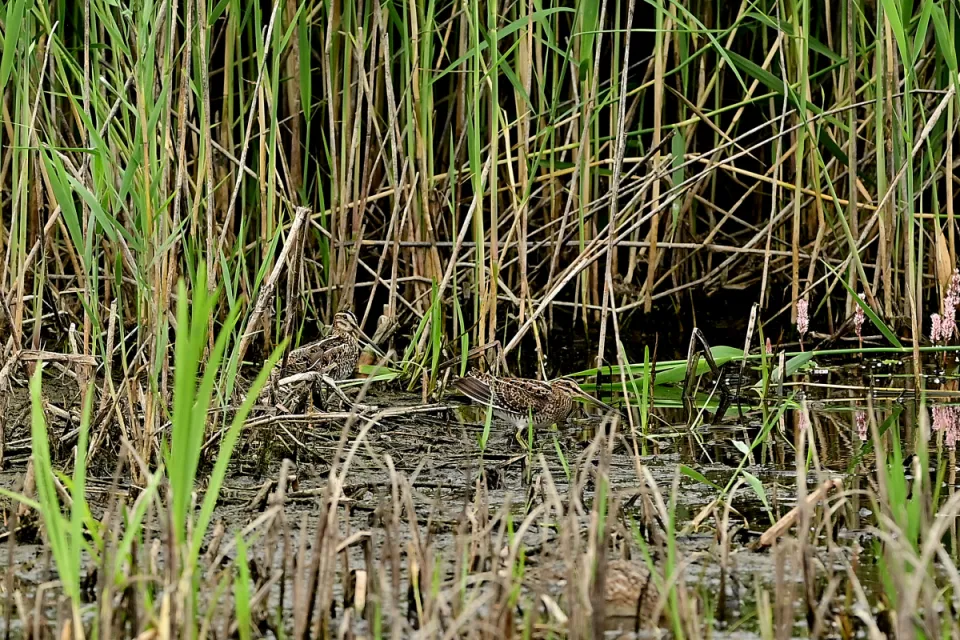 Gallinago gallinago