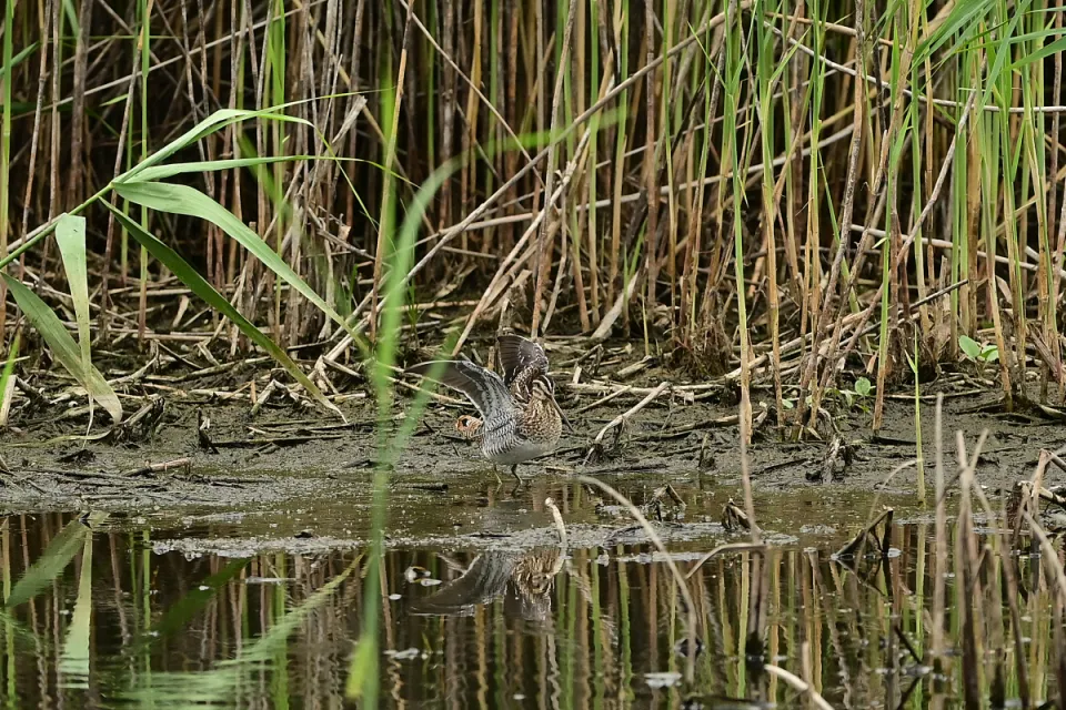Gallinago gallinago