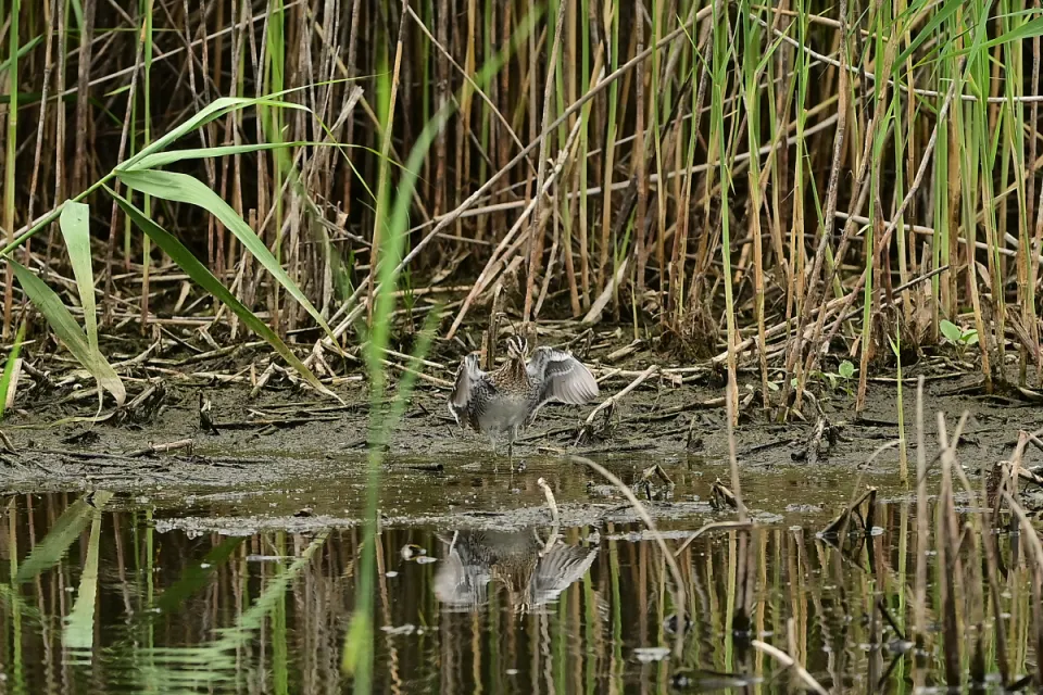 Gallinago gallinago