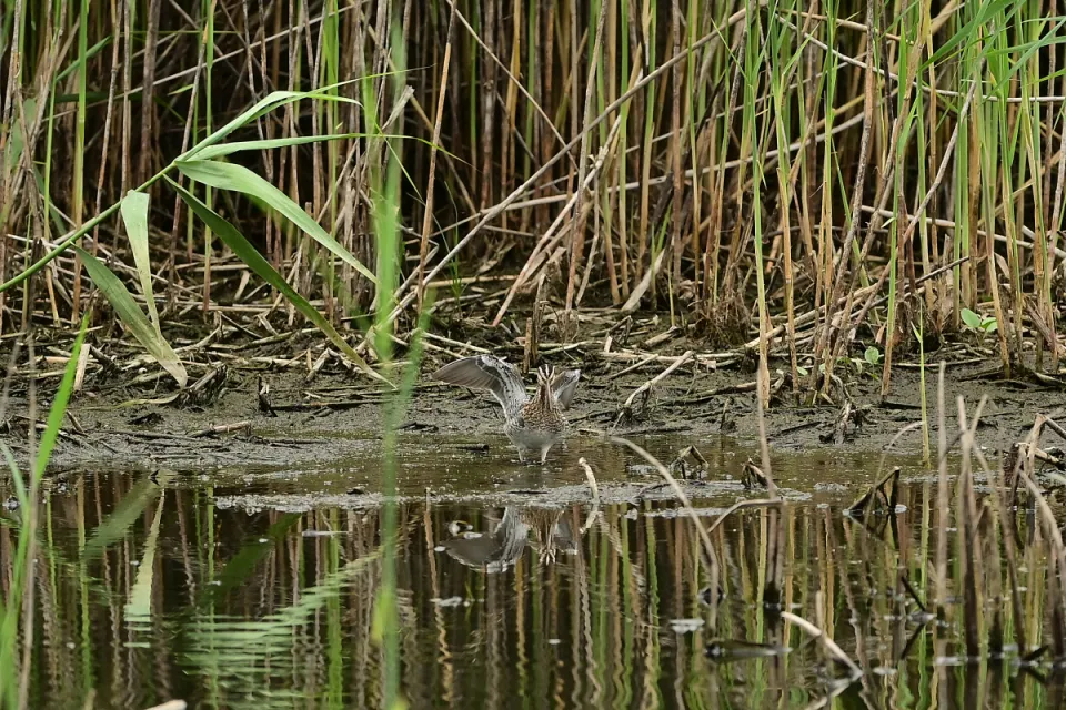 Gallinago gallinago