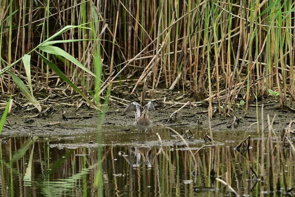 Gallinago gallinago