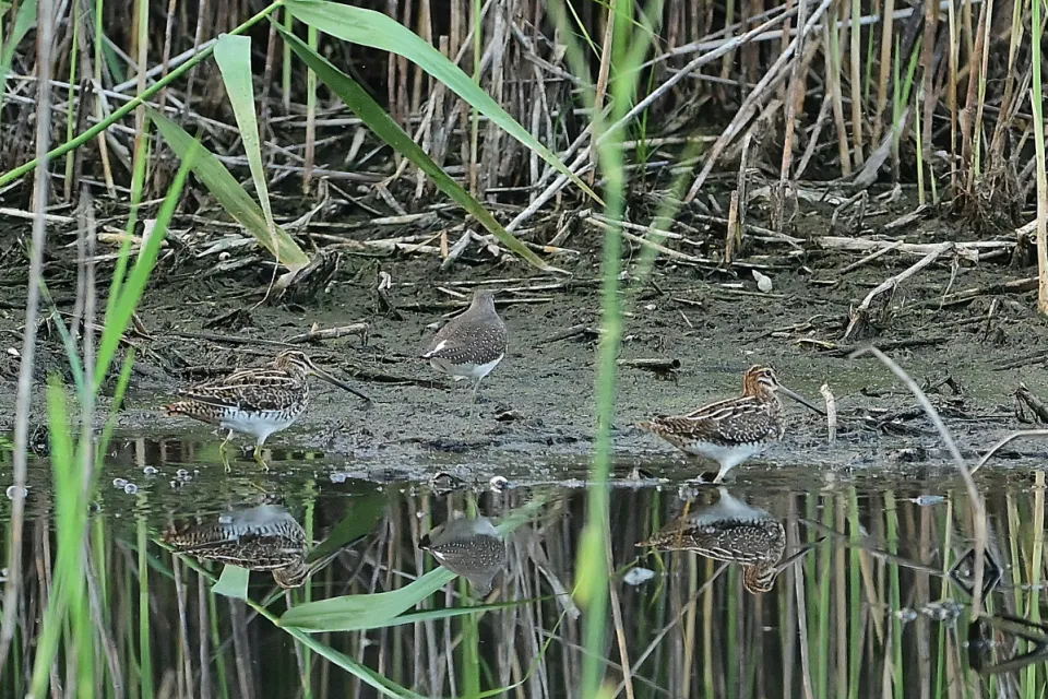 Gallinago gallinago