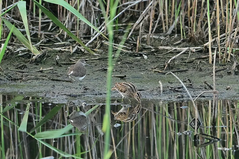 Gallinago gallinago