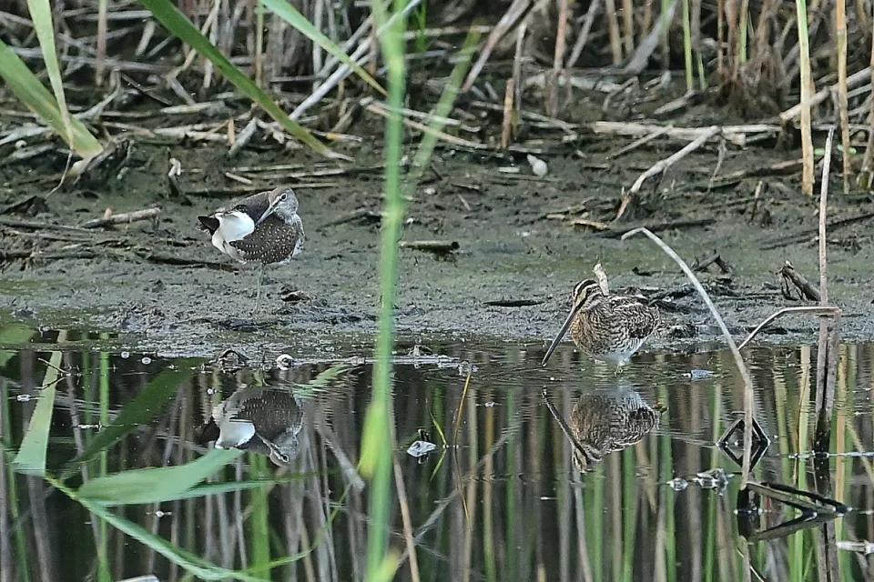 Gallinago gallinago