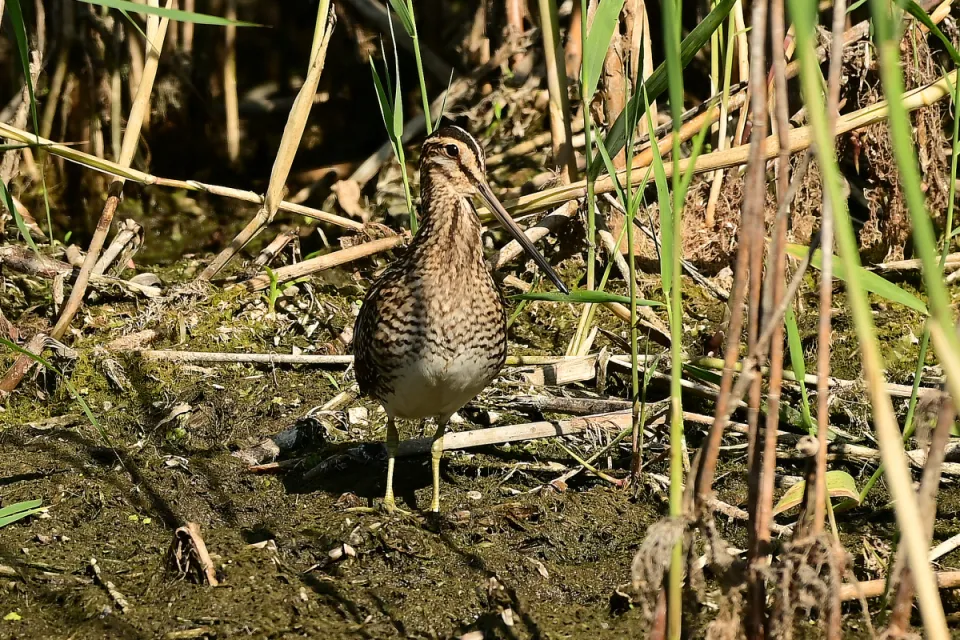 Gallinago gallinago
