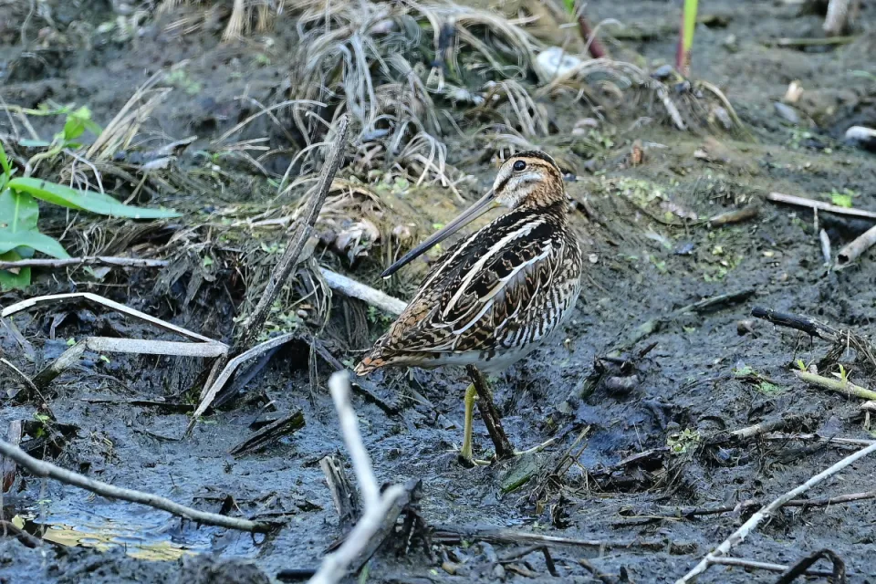 Gallinago gallinago