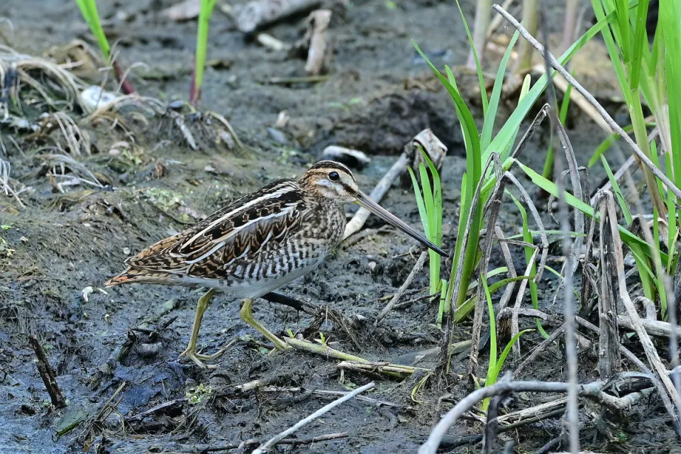 Gallinago gallinago